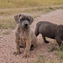 Boerboel Puppies from Standing Stone Boerboels