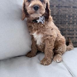 Puppy 6 - Apricot female Irish Doodle puppy in Bloomfield, Iowa from Schooley Doodles