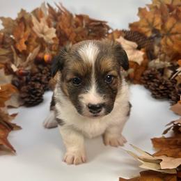 Sorbet- fluffy - Sable and white female American Corgi puppy in Waskom, Texas from Piney Woods Corgis