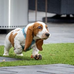 Basset Hound Puppies from Howlin Hounds