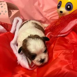 Girl 2 - Liver and white Shih Tzu puppy in Spartanburg, South Carolina from Vicky‘s precious paw’s