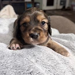Strawberry - Chocolate male Cavapoo puppy in Nevada, Missouri from Backroad Fur Babies