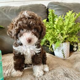 Coco - Poodle