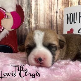 Australian Shepherd and Pembroke Welsh Corgi Puppies from Lewis Aussie’s & Corgi’s