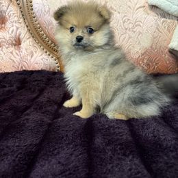 Roxy - Chocolate merle female Pomeranian puppy in California from Savvypomeranians