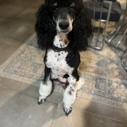 Bernedoodle and Poodle Puppies from Joe’s Poodles & Bernedoodles