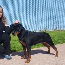ASHA - Rottweiler