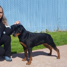 ASHA - Rottweiler