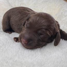 Landry - Chocolate and tan male Dachshund puppy in Wallingford, Kentucky from Hensley Homestead Dachshunds