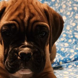 Girl 1 - Boxer puppy in Rocky Comfort, Missouri from Meredith's Boxer Puppies