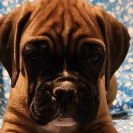 Girl 1 - Boxer puppy in Rocky Comfort, Missouri from Meredith's Boxer Puppies