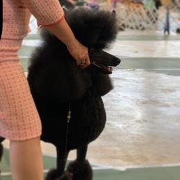 Billie - Poodle