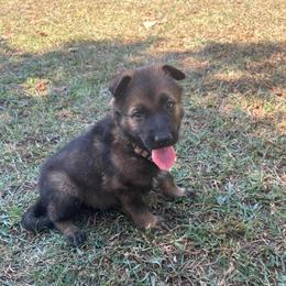 Lavender Collar Female - Sable female German Shepherd puppy in Milan, Illinois from Stonewick German Shepherds