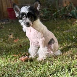 Bobby - White and black Chinese Crested puppy in Georgia from Just Cresteds