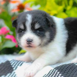Ladybug - Black and white female Pomsky puppy in Bremen, Indiana from AMS Pomeranians and Pomskies in Indiana