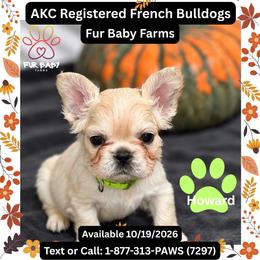 Howard - White male French Bulldog puppy in Michigan from Fur Baby Farms