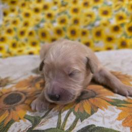 Girl 2 - Golden female Golden Retriever puppy in Lawtey, Florida from Rise and Shine Goldens