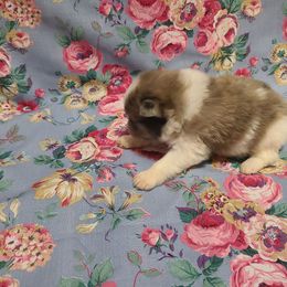 Amber - Orange parti female Pomeranian puppy in Longview, Washington from Mckee's Pomeranians