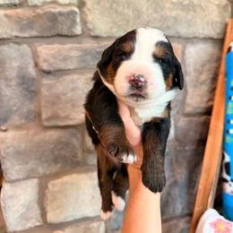 Karen Beverly - Tri-color female Bernese Mountain Dog puppy in Fort Meade, Florida from Baldwin Dood Ranch