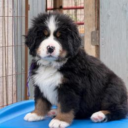 Liberty - Black rust and white female Bernese Mountain Dog puppy in Draper, Utah from Breaking Trail Berners