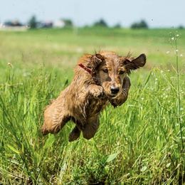 Clumber Spaniels and Golden Retrievers from Starshine Kennels
