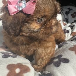 Shih Tzu Puppies from Majestic M Shihtzu’s