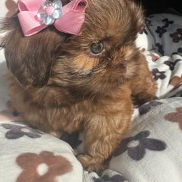 Shih Tzu Puppies from Majestic M Shihtzu’s