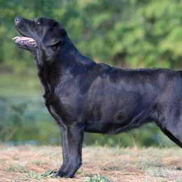 Labrador Retrievers from Tameric Labradors