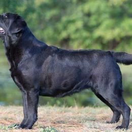 Labrador Retrievers from Tameric Labradors