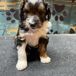 Left collar - Sable male Aussiedoodle puppy in Hillsboro, Illinois from Shoal Creek Puppies