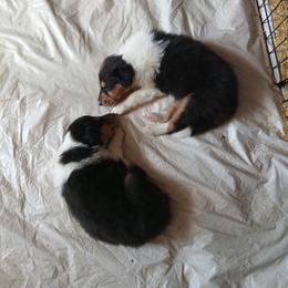 Boy 3 - male Collie puppy in St Stephens, Wyoming from Desert Kennels