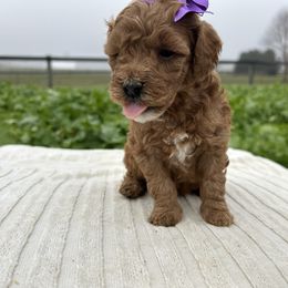Aby - Red  female Goldendoodle puppy in Mint Hill, North Carolina from DoodleForever