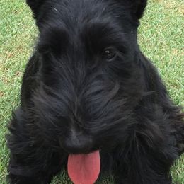 Scottish Terrier Puppies from Gina Smith