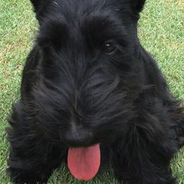 Scottish Terrier Puppies from Gina Smith