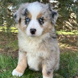 Pink Collar Girl - Blue merle female Australian Shepherd puppy in Van Wert, Ohio from Northwest Ohio Aussies
