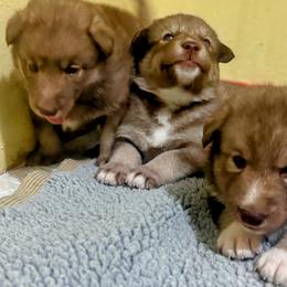 Native American Indian Dog Puppies from Turtle Island NAIDs