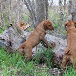 Labrador Retriever Puppies from Gochee Labs