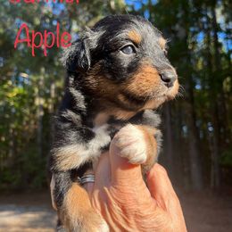 Carmel Apple - Black tri-color female Australian Shepherd puppy in Tallapoosa, Georgia from Foxhaven Farms Aussies