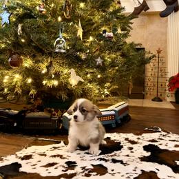 Biscuit - Red female Pembroke Welsh Corgi puppy in Johnson City, Texas from McCall Creek Corgis