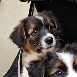 Credence - male Sporty Mix puppy in Algona, Iowa from Ebonheart Kennel