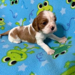 Spot - Blenheim male Cavalier King Charles Spaniel puppy in Poyen, Arkansas from Joels Angels Cavaliers