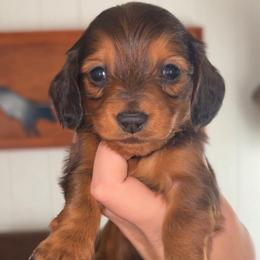 Sky - Red female Dachshund puppy in Goldthwaite, Texas from Mini Mama Dachshunds