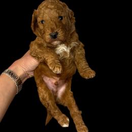 Hoppy(blue) - Red  male Goldendoodle puppy in Hot Springs, Arkansas from Hot Springs Kennels
