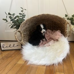 Bernedoodle Puppies from Timber Trail Bernedoodles RI