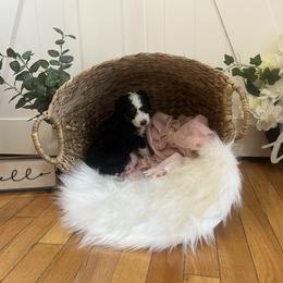 Bernedoodle Puppies from Timber Trail Bernedoodles RI