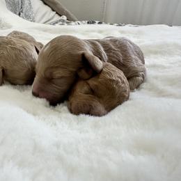 Boy 2 - Cream male Goldendoodle puppy in Shingle Springs, California from Creamy Retrievers