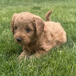 Girl 5 Selection - Red  female Goldendoodle puppy in Pleasant Hill, Iowa from Harvest Creek