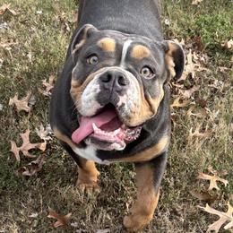 Bailey - Bulldog