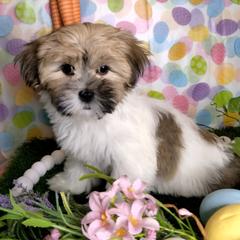 Chanel - Brown female Mal-Shi puppy in Boca Raton, Florida from Tina-Marie's Pups