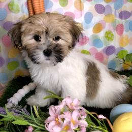 Chanel - Brown female Mal-Shi puppy in Boca Raton, Florida from Tina-Marie's Pups